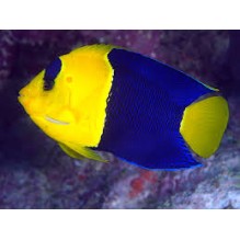 Dwarf Bicolor Angel - Centropyge Bicolour