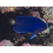 Dwarf Fisher Angel - Centrpyge fisheri