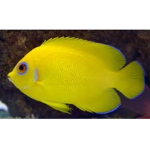Dwarf Lemonpeel angel - Centropyge flavissa