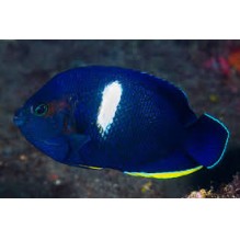 Dwarf Keyhole Angel -  Centropyge Tibicen