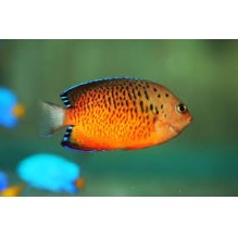Dwarf Rusty Angel - Centropyge ferrugata