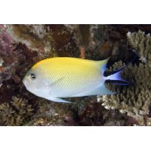 Genicanthus Melanospilos -  blackspot angel female
