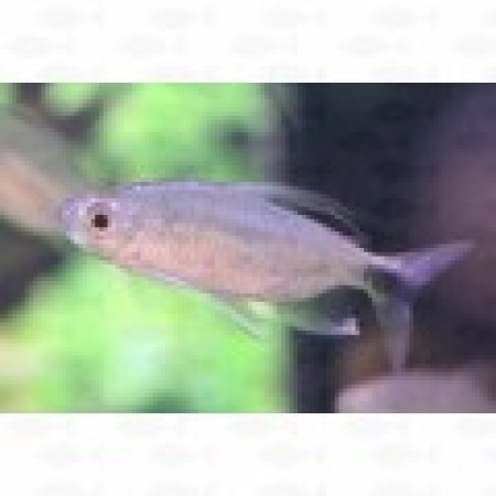 African Blue sheen Tetra