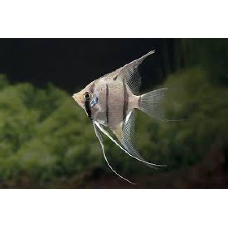 Angelfish False Peru Altum