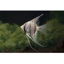 Angelfish False Peru Altum