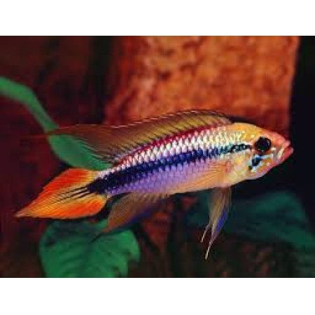 Apistogramma Agassizi Double Red