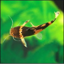 South American Bumblebee catfish