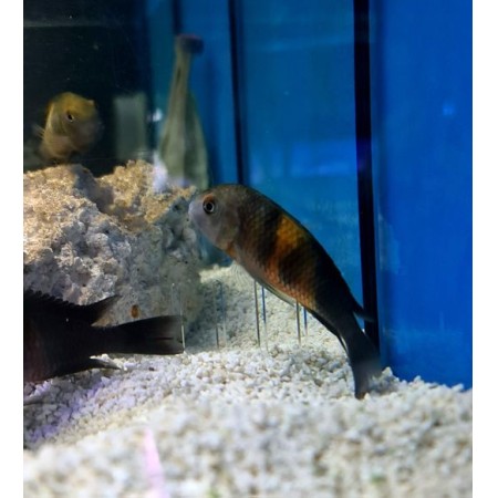 Tropheus Bemba Orange