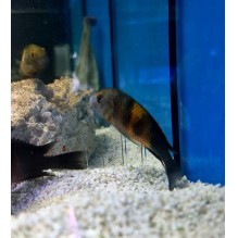Tropheus Bemba Orange