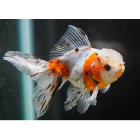 2-3" Calico Orandas