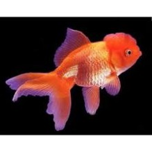 2" Red Oranda