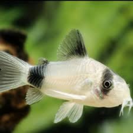 Corydoras Panda