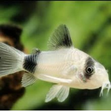 Corydoras Panda