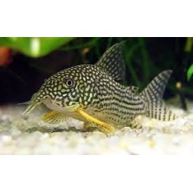 Corydoras Sterbae