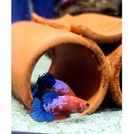 Female Hellboy Betta