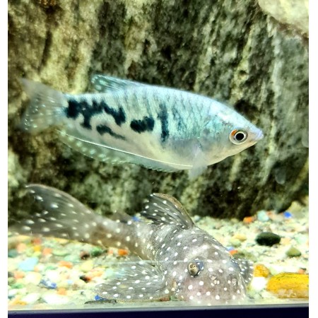 Angelicus L004 3" plec