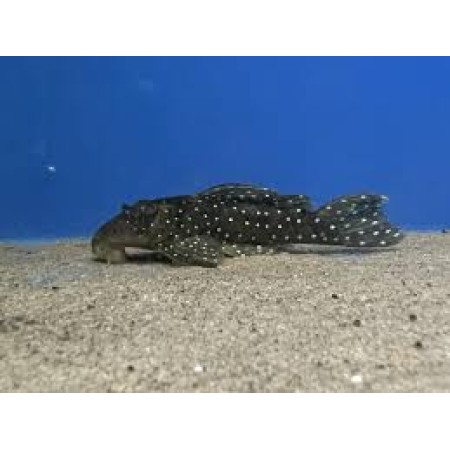 Peppermint L30 plec 2"