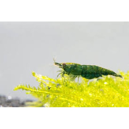 Jade Shrimp