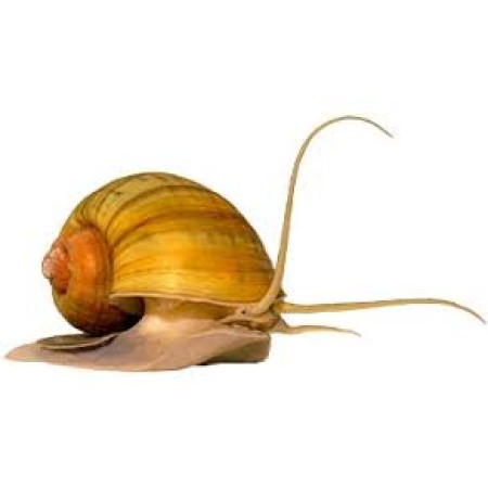 Snail Apple