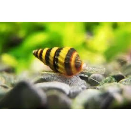 Snail eating snail