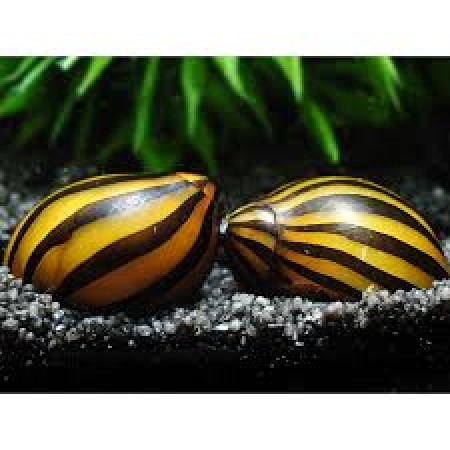 Snail Nerite Striped