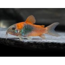 Corydoras Orange Venezuelan