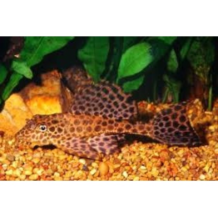 2" Gibbicep Plec