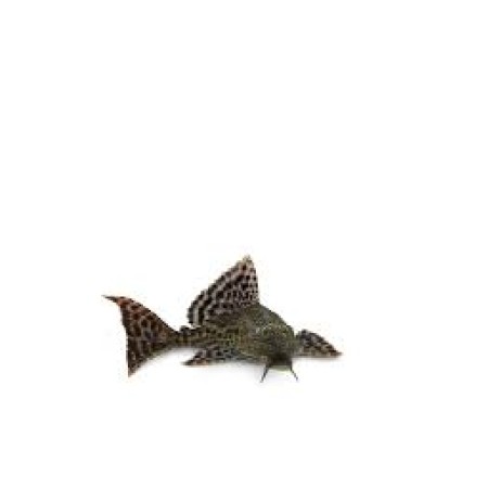 Common Plec 2"