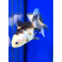 2.5" Panda oranda