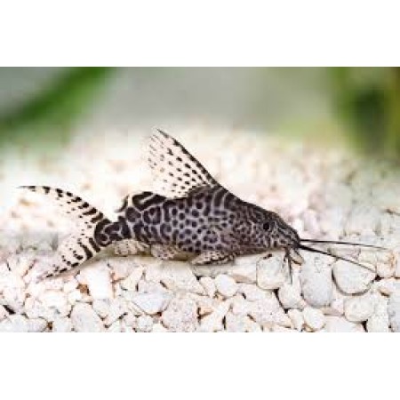 Syno Featherfin cats 1.5 inch