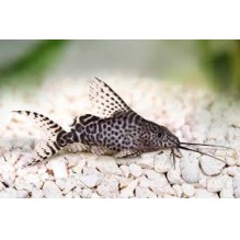 Syno Featherfin cats 1.5 inch