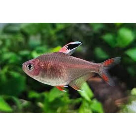Rosy Tetra