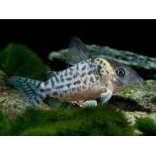 corydoras Punctatus