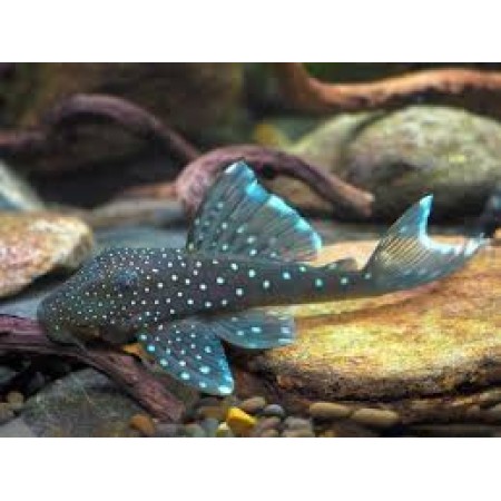 Blue phantom Plec 2.5"