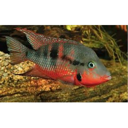 Firemouth cichlid