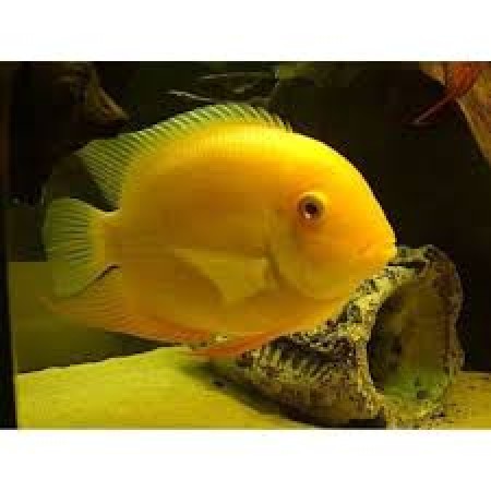 Gold Severum