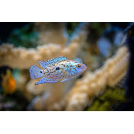 Jack Dempsey Electric Blue