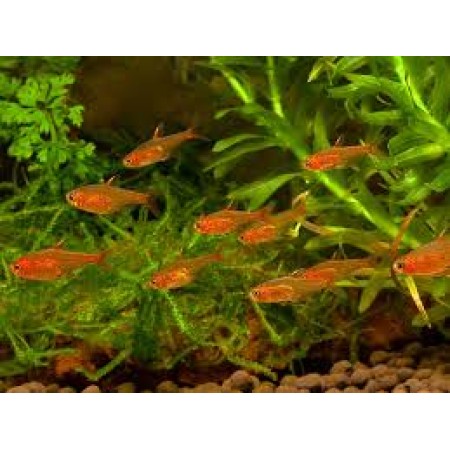 Ember Tetras