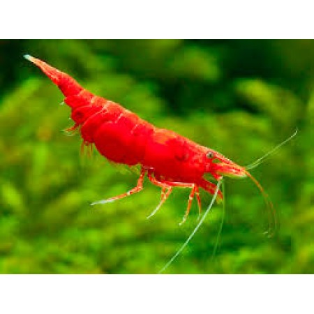 Shrimp Red Sakurka