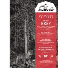 Reefcrest Angus Beef puppy