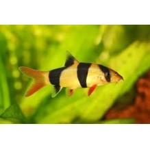 clown loach 3 inch