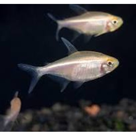 Neon Black Albino