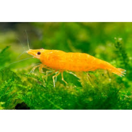 Sunkist Shrimp