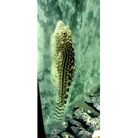 Butterfly Plec Pinstriped