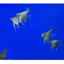 Angelfish Striped small