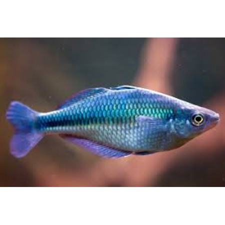 Blue Rainbow