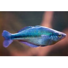 Blue Rainbow