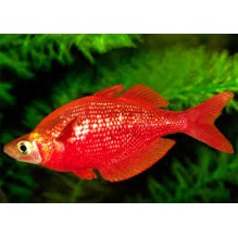 Red Rainbow