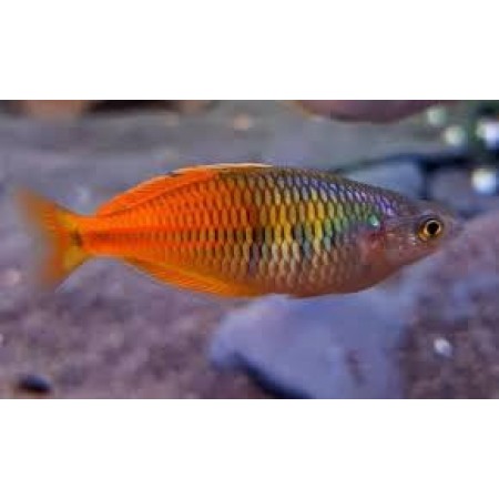 Boesmani Fire Red