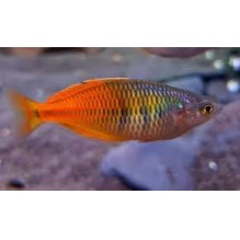 Boesmani Fire Red